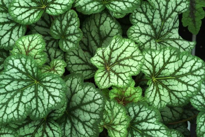 Hosta Christmas Candy