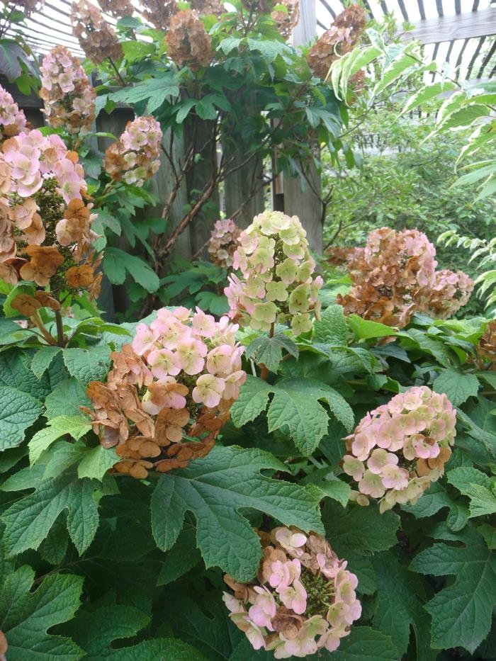Hosta Twilight