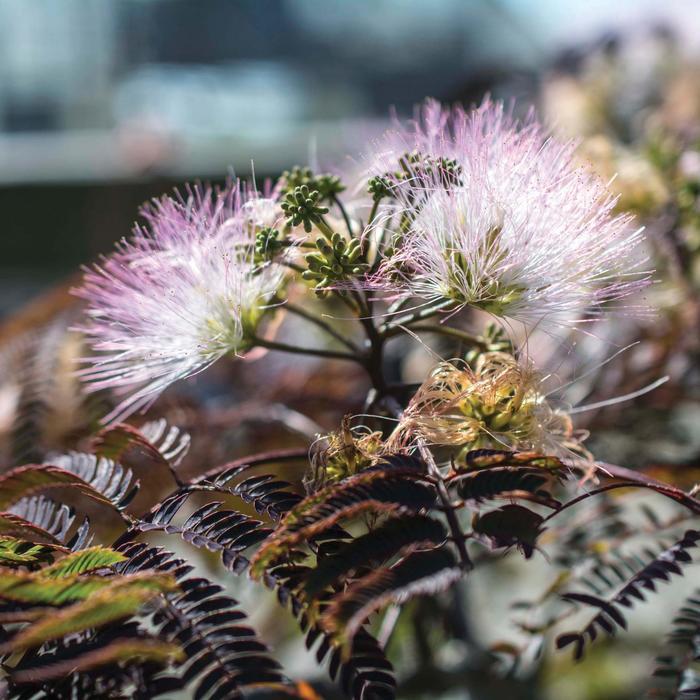 Albizia julibrissin Chocolate Fountain&trade;