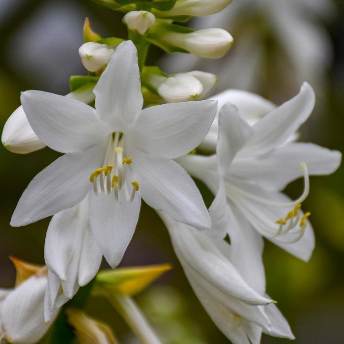 Hosta Royal Crest