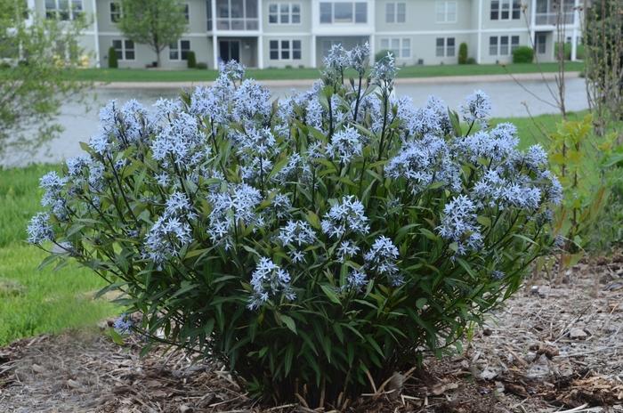 Allium caeruleum 