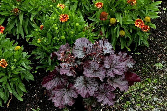 Hydrangea serrata Pink Dynamo