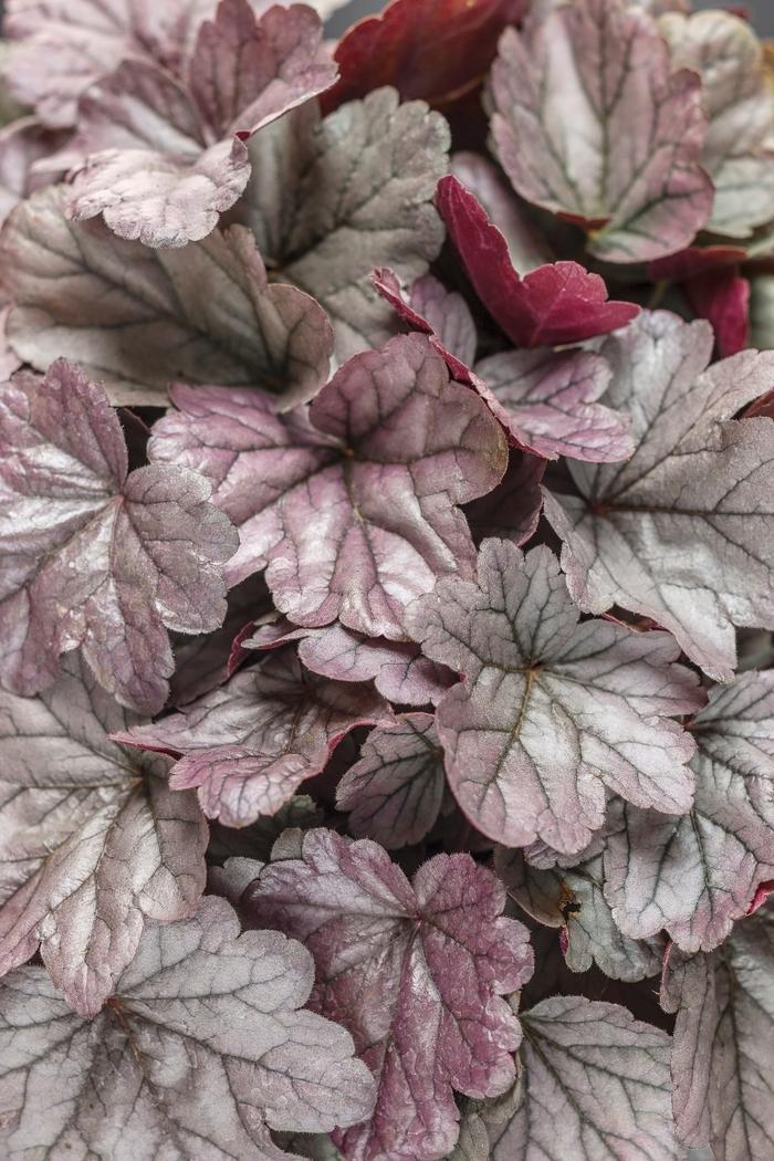 Hydrangea paniculata Pink Diamond