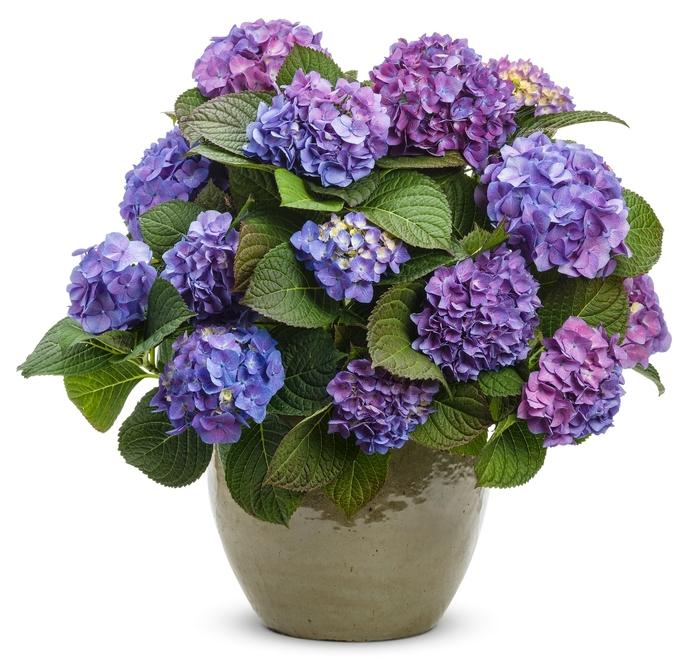 Ilex crenata Soft Touch
