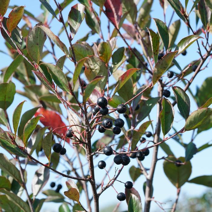 Aronia melanocarpa Low Scape Snowfire&reg;
