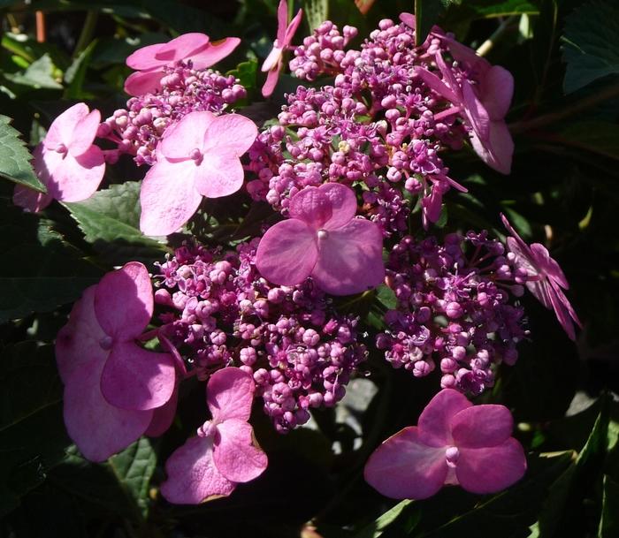 Ilex opaca Dan Fenton