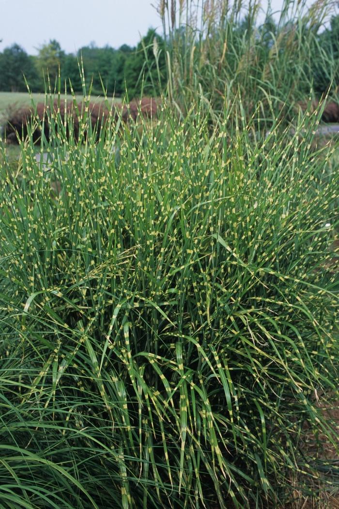 Juniperus squamata Blue Star