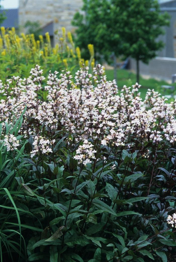 Lamium maculatum Purple Dragon
