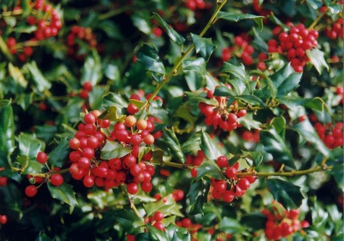 Ilex x meserveae China Girl&reg;