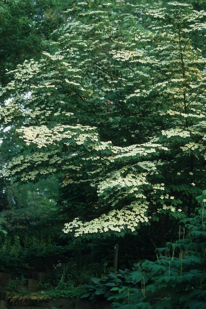 Ligustrum ovalifolium 