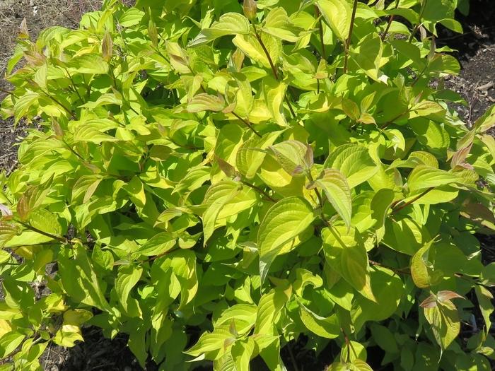 Lonicera Coral Star