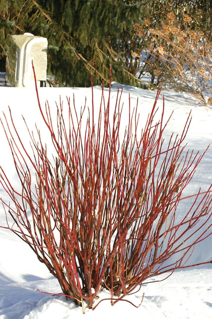 Lonicera nitida Thunderbolt