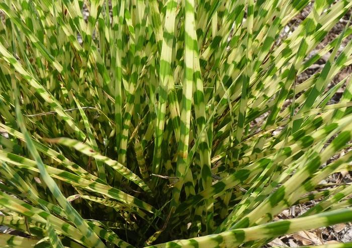 Miscanthus sinensis Gold Bar