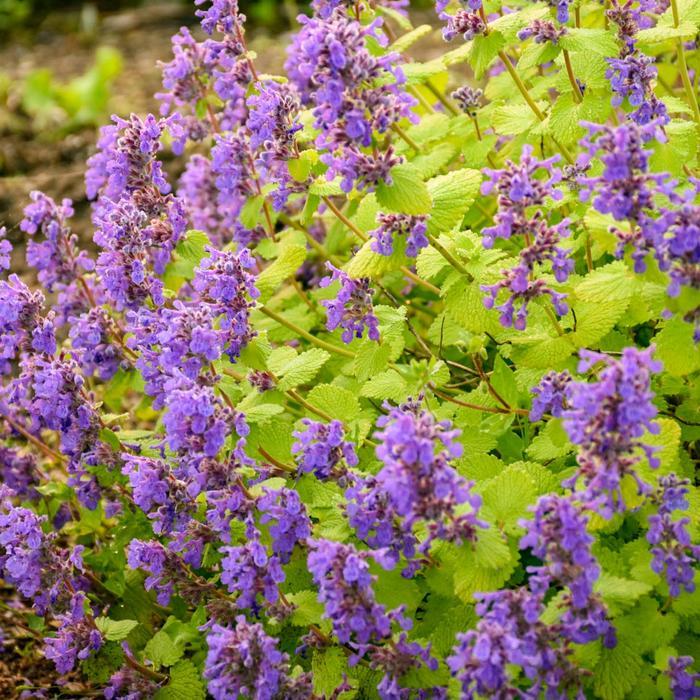 Nepeta x faassenii Chartreuse on the Loose