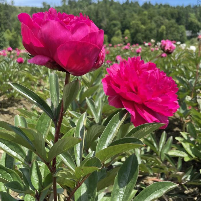 Paeonia lactiflora Kansas