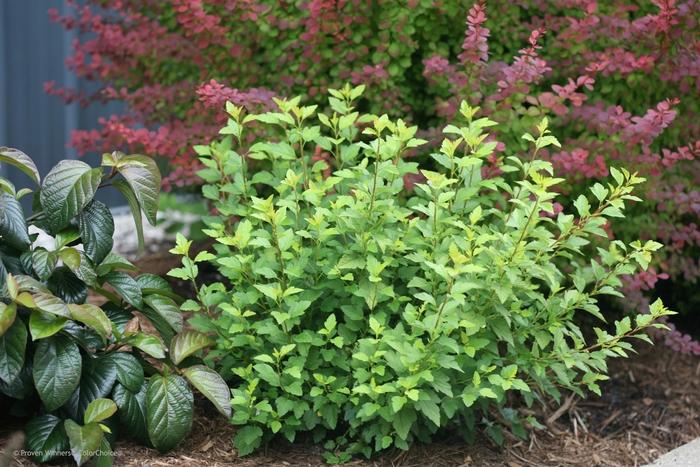 Phlox subulata Candy Stripe