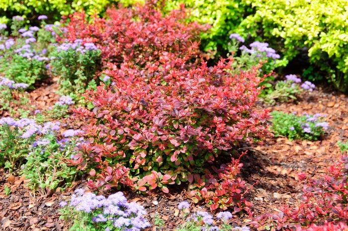Berberis thunbergii Royal Burgundy&reg;