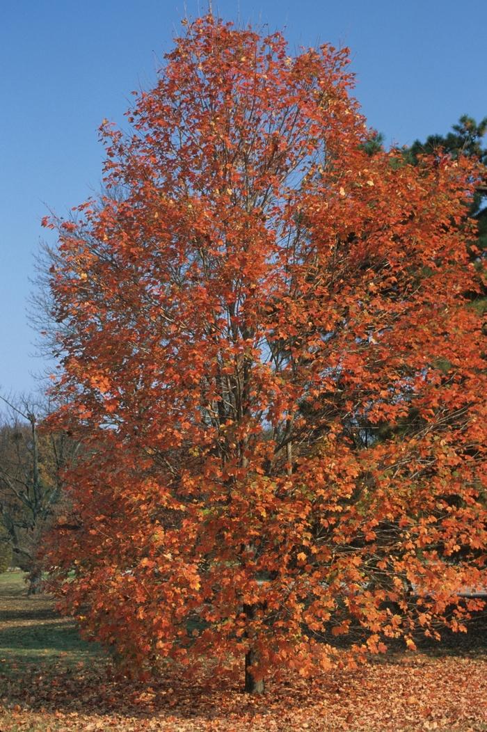 Prunus avium Rainier