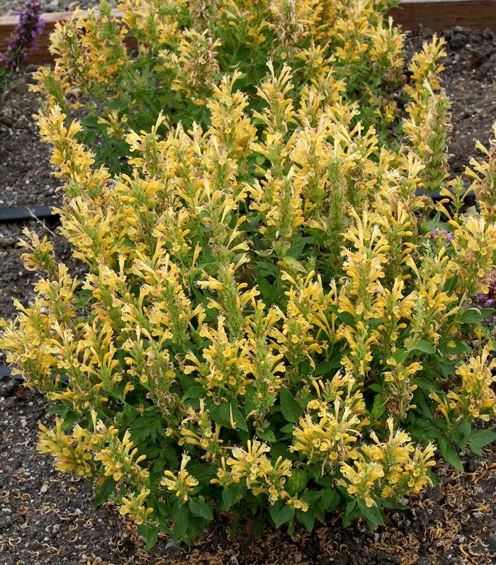 Prunus avium Bing