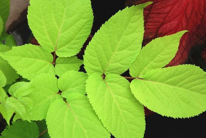 Prunus domestica Green Gage
