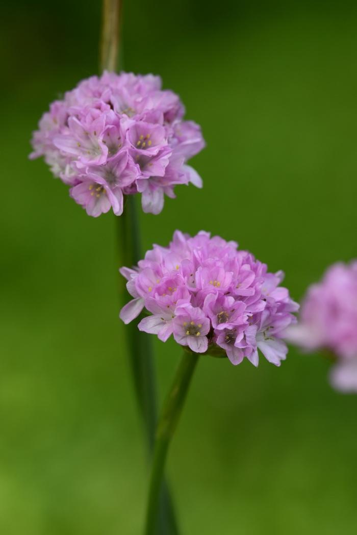 Prunus avium Lapins