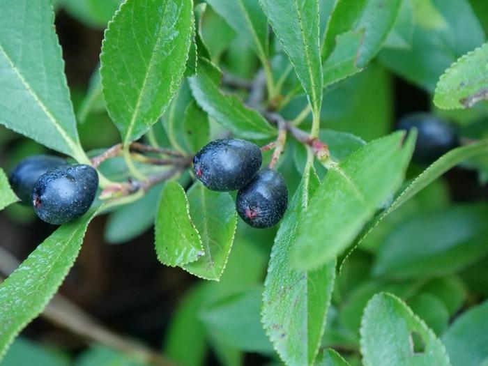 Prunus laurocerasus Skinny Skip&reg;