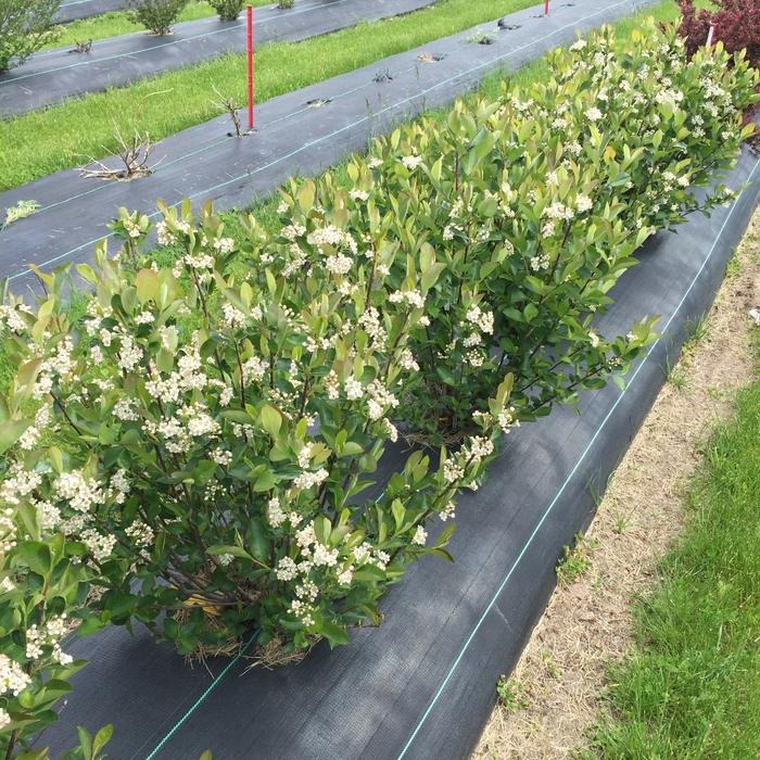 Prunus laurocerasus Schipkaensis