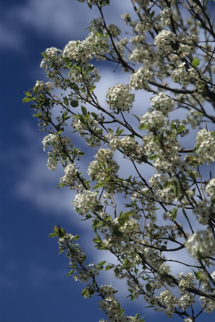 Pyrus calleryana Chanticleer&reg;