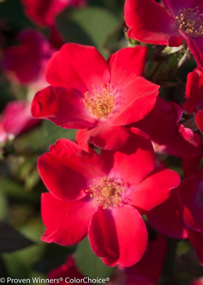 Rosa Home Run&reg;
