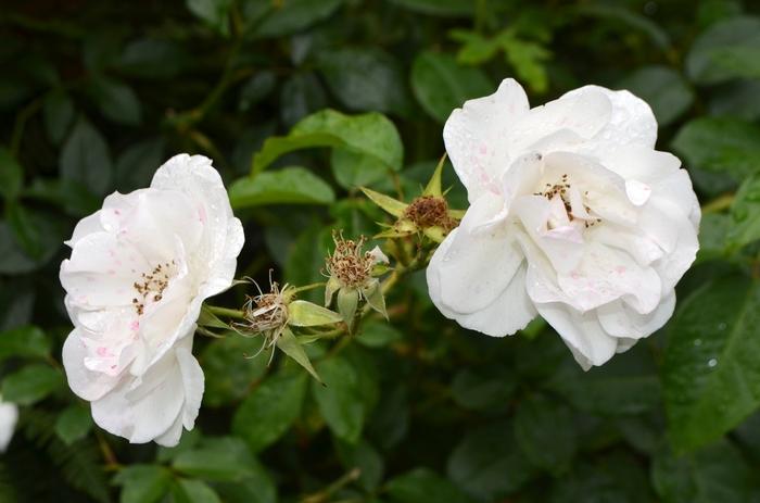 Rosa Iceberg