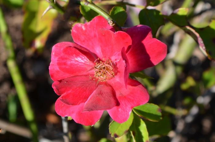 Rosa Pink Drift&reg;