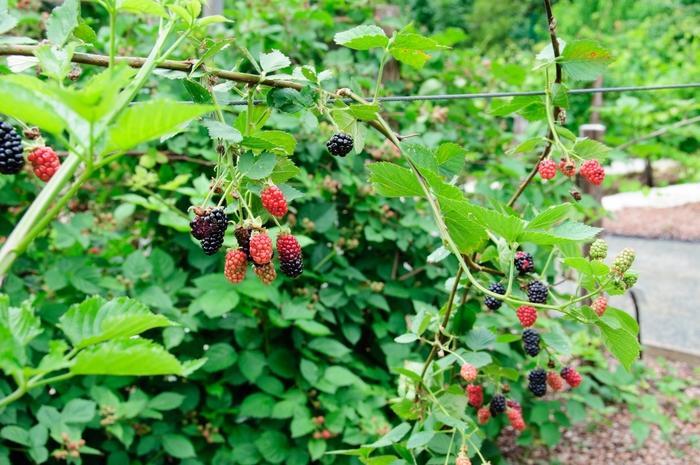 Rubus fruticosus Chester