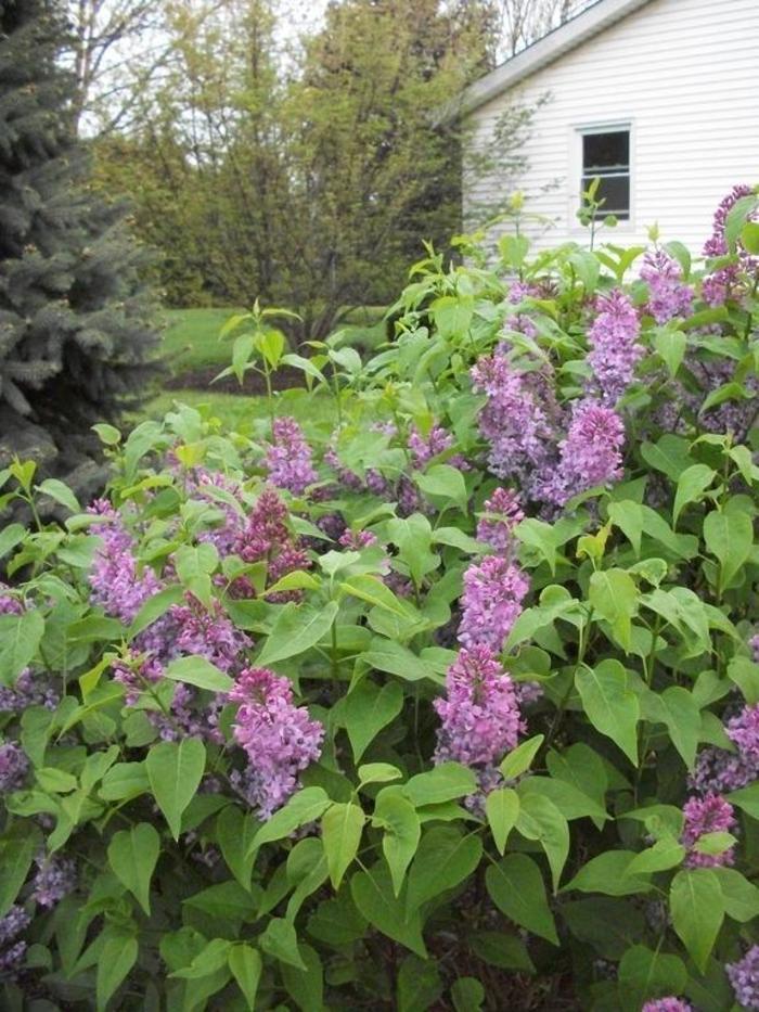 Syringa vulgaris Tiny Dancer&trade;