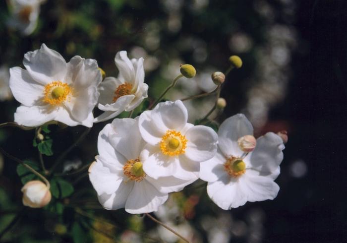 Vaccinium corymbosum Jersey