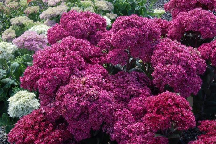 Sedum Mr. Goodbud