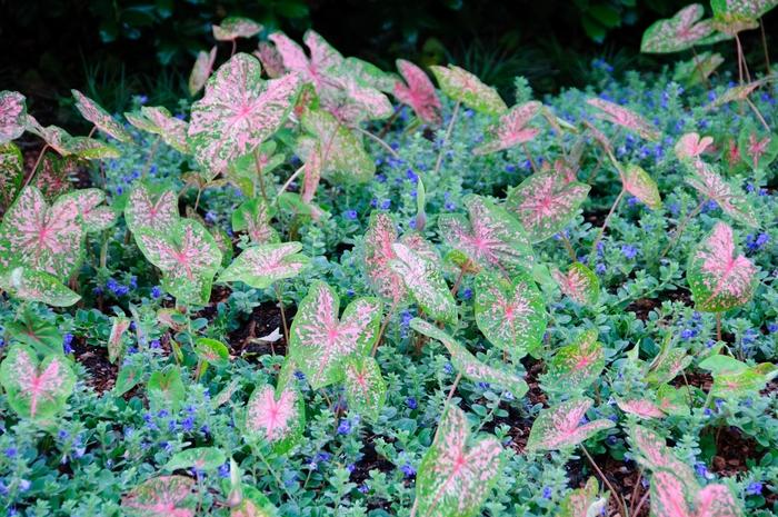 Viburnum Pragense