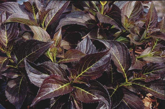Weigela florida Dark Horse