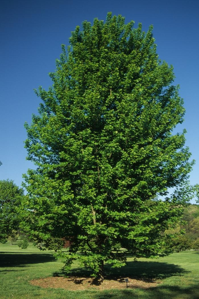 Acer x freemanii Autumn Blaze&reg;