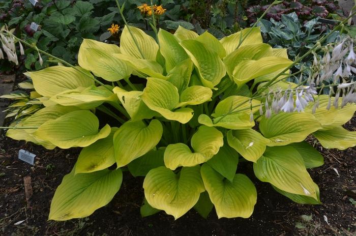 Rhododendron Satsuki hybrid Gumpo White