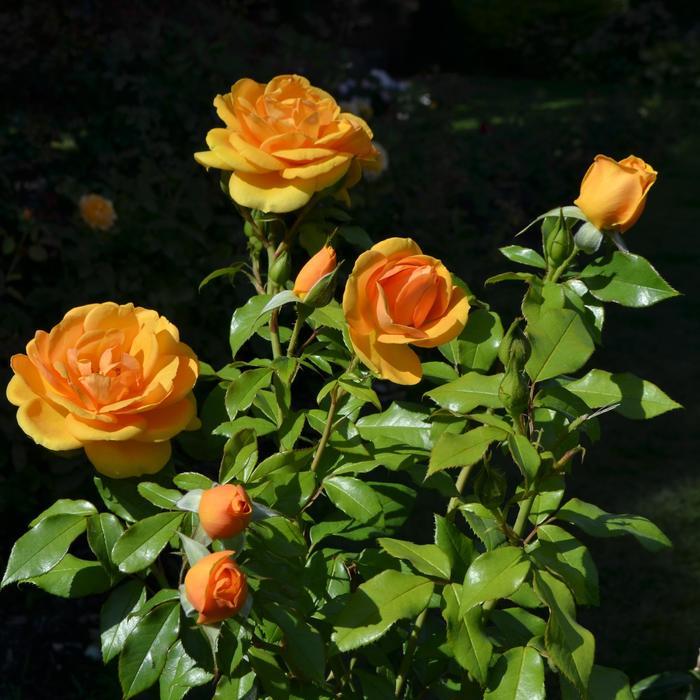 Coreopsis Satin & Lace&trade; Peach Sparkle