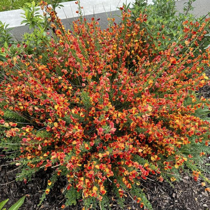 Cytisus scoparius Burkwoodii