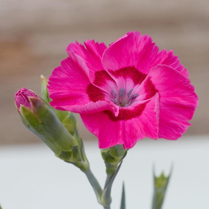 Dianthus allwoodii American Pie&reg; Bumbleberry Pie