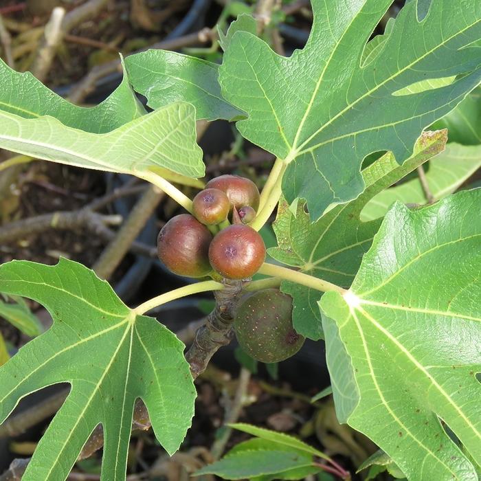 Ficus carica Little Miss Figgy