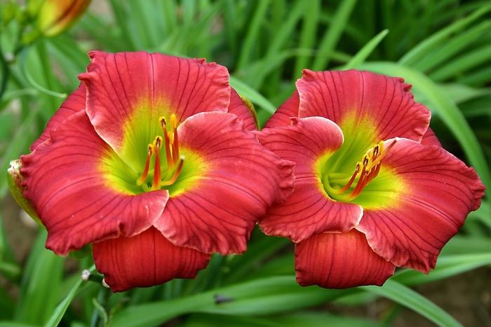 Hemerocallis Happy Ever Appster&trade; Red Hot Returns