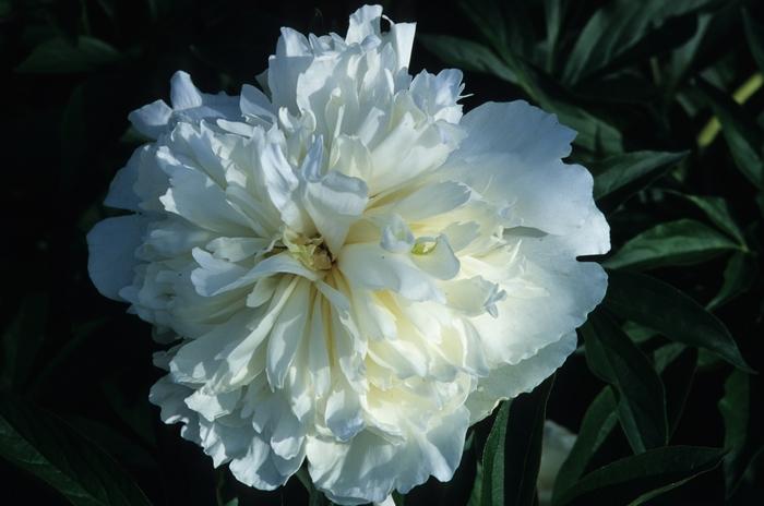 Hemerocallis Bela Lugosi
