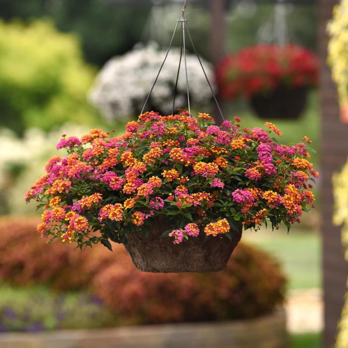 Heucherella Kirella&trade; Autumn Shades