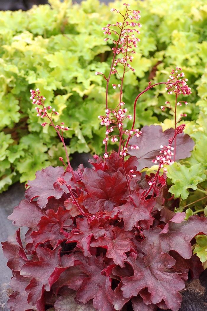 Heuchera Front & Center&trade; Fire Chief