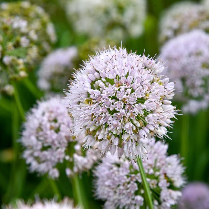 Allium Bobblehead