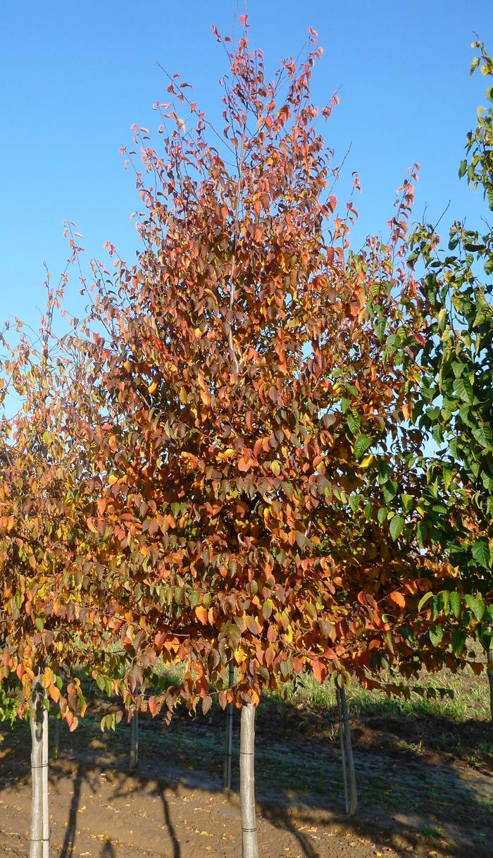 Carpinus caroliniana 