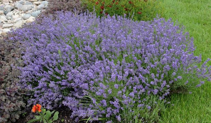 Lavandula angustifolia Essence Purple